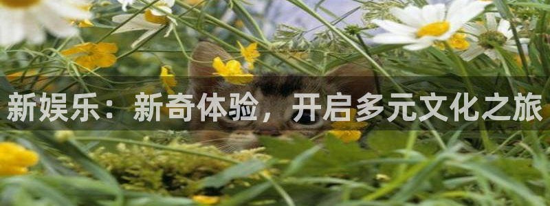 伟德国际手机app下载：新娱乐：新奇体验，开启多元文化之旅